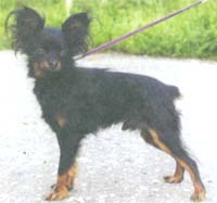 Королевич из Армии Любви