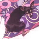 розовые сны